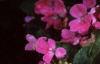 Impatiens 'Mini Firefly Lavender', habit