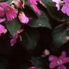 Impatiens 'Mini Firefly Lavender', habit
