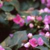 Impatiens 'Mini Firefly Lavender', habit