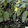 Impatiens pallida, habit
