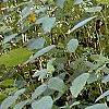 Impatiens pallida, habit
