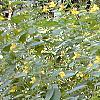 Impatiens pallida, habit