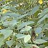 Impatiens pallida, habit