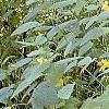 Impatiens pallida, habit