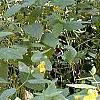 Impatiens pallida, habit