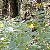 Impatiens pallida, habit