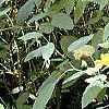 Impatiens pallida, habit