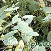 Impatiens pallida, habit