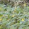 Impatiens pallida, habit