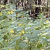 Impatiens pallida, habit