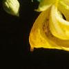 Impatiens pallida, flowers