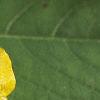 Impatiens pallida, flowers
