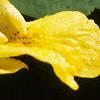 Impatiens pallida, flowers