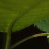 Impatiens pallida, flowers