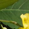 Impatiens pallida, flowers