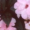 Impatiens platypeltatum 'Ovation Blush Pink', flowers