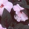 Impatiens platypeltatum 'Ovation Blush Pink', flowers