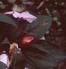 Impatiens platypeltatum 'Ovation Blush Pink', flowers