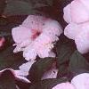 Impatiens platypeltatum 'Ovation Blush Pink', flowers