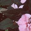 Impatiens platypeltatum 'Ovation Blush Pink', flowers