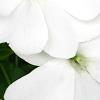 Impatiens platypeltatum 'Divine White', flowers