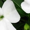 Impatiens platypeltatum 'Divine White', flowers