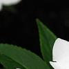 Impatiens platypeltatum 'Divine White', flowers