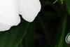 Impatiens platypeltatum 'Divine White', flowers