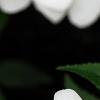 Impatiens platypeltatum 'Divine White', flowers