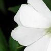Impatiens platypeltatum 'Divine White', flowers