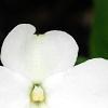 Impatiens platypeltatum 'Divine White', flowers