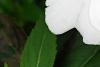 Impatiens platypeltatum 'Divine White', flowers