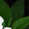 Impatiens platypeltatum 'Divine White', flowers