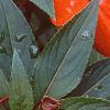 Impatiens platypeltatum 'Ovation Hot Lava', flowers