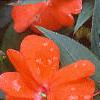 Impatiens platypeltatum 'Ovation Hot Lava', flowers