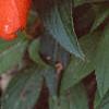 Impatiens platypeltatum 'Ovation Hot Lava', flowers