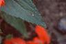 Impatiens platypeltatum 'Ovation Hot Lava', flowers