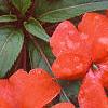 Impatiens platypeltatum 'Ovation Hot Lava', flowers