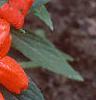 Impatiens platypeltatum 'Ovation Hot Lava', flowers