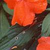 Impatiens platypeltatum 'Ovation Hot Lava', flowers