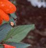 Impatiens platypeltatum 'Ovation Hot Lava', flowers