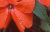 Impatiens platypeltatum 'Ovation Hot Lava', flowers