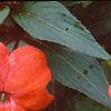 Impatiens platypeltatum 'Ovation Hot Lava', flowers