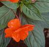 Impatiens platypeltatum 'Ovation Deep Orange', habit