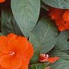 Impatiens platypeltatum 'Ovation Deep Orange', habit
