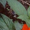 Impatiens platypeltatum 'Ovation Deep Orange', habit