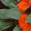 Impatiens platypeltatum 'Ovation Deep Orange', habit