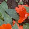 Impatiens platypeltatum 'Ovation Deep Orange', habit
