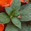 Impatiens platypeltatum 'Ovation Deep Orange', habit