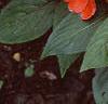 Impatiens platypeltatum 'Ovation Deep Orange', habit